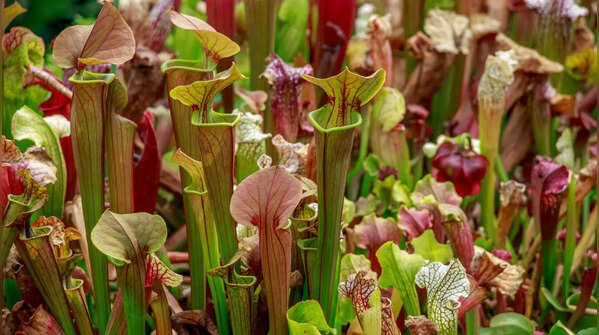 GK Fact of the Day: 7 carnivorous plants that trap and eat insects