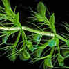 Article image for: Waterwheel Plant