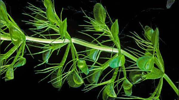 Waterwheel Plant