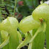 Cobra Lily