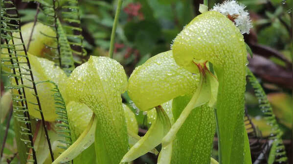 Cobra Lily