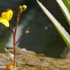 Bladderwort​