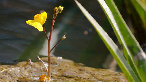 Bladderwort