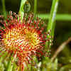 Sundew