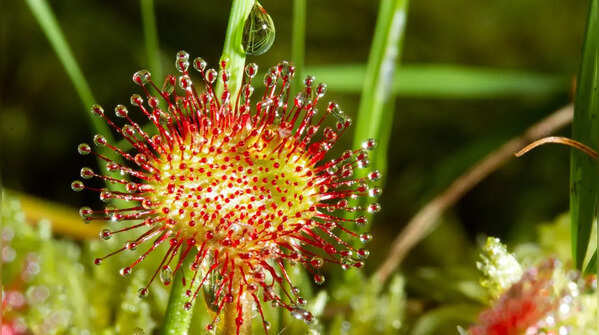 Sundew