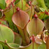 Article image for: Pitcher Plant