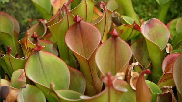 Pitcher Plant