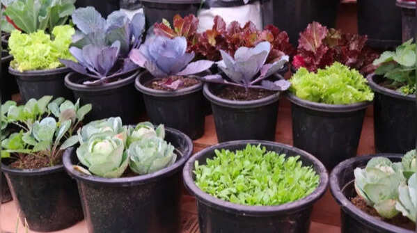 Which pot is the best for indoor plants?