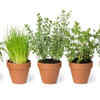 Terracotta pots - breathable yet capricious
