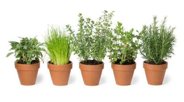 Terracotta pots - breathable yet capricious