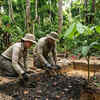Article image for: Scientists uncover 2,000-year-old Amazon ‘magic soil’ that boosts tree growth instantly