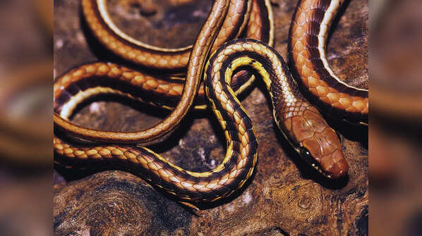 Malaysia