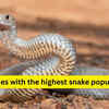 Article image for: 10 countries with the highest snake populations and what travellers must know before visiting