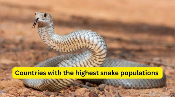10 countries with the highest snake populations and what travellers must know before visiting
