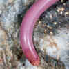 Pink blind snake
