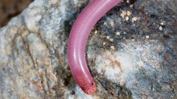 Pink blind snake