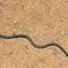 Slender blind snake