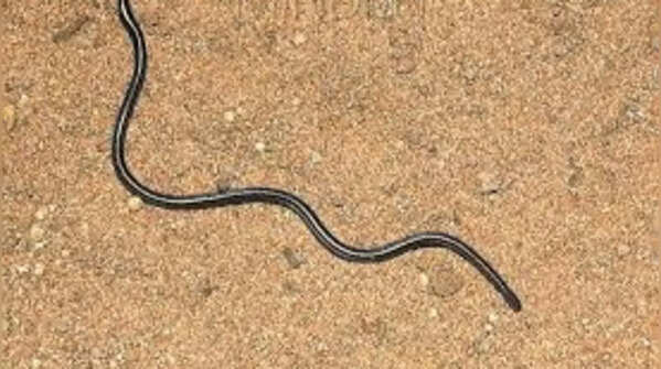 Slender blind snake