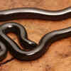 Bimini blind snake