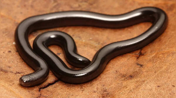 Bimini blind snake