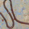 Worm snake