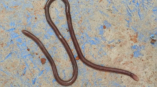 Worm snake