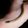 Black-headed snake