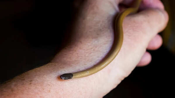 Black-headed snake