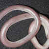 Western blind snake