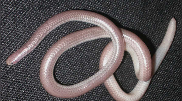 Western blind snake