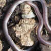 Texas blind snake