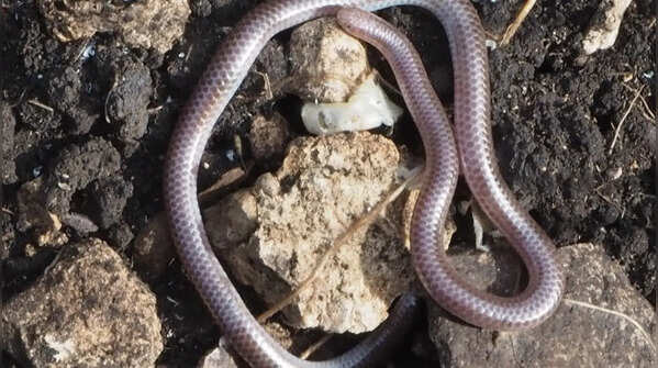 Texas blind snake