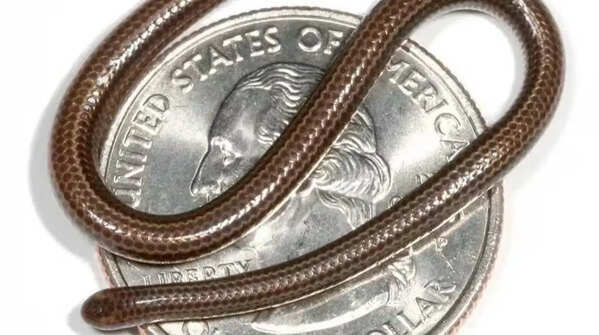 Barbados threadsnake