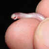 Thread snake