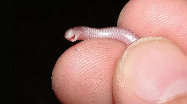 Thread snake