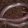 Brahminy blind snake