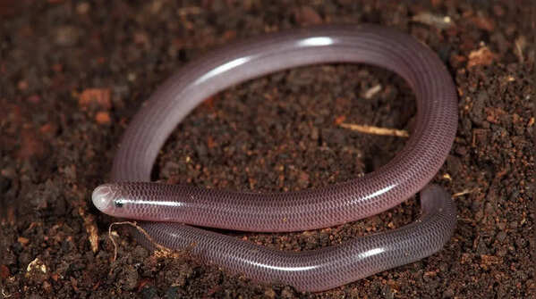 Brahminy blind snake
