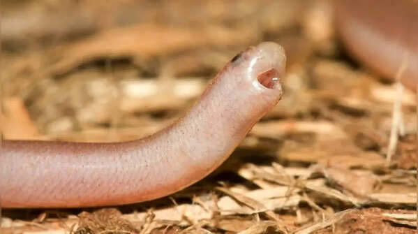 These 10 snakes are so small, you might mistake them for worms