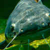 The Hagfish