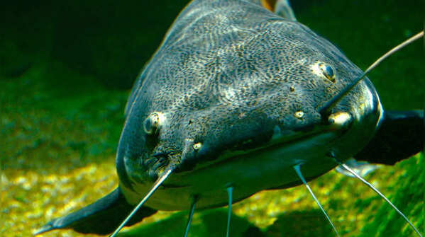 The Hagfish