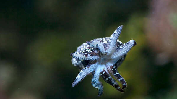 The Squid