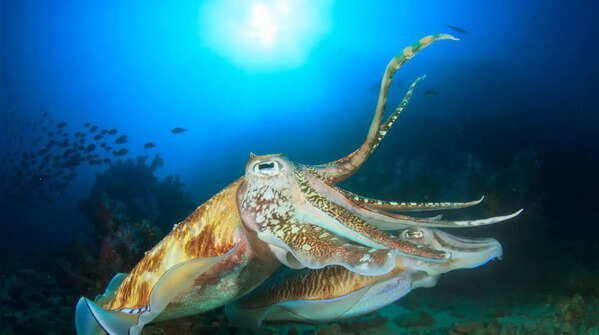 The Cuttlefish
