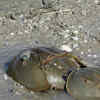 The Horseshoe Crab
