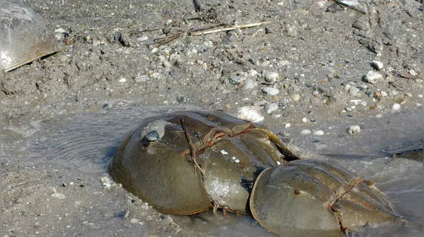 The Horseshoe Crab