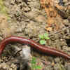 The Earthworm