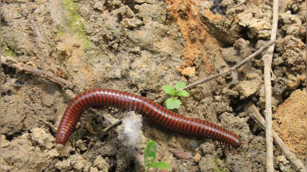 The Earthworm