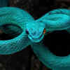 Article image for: Most striking blue snakes found around the world