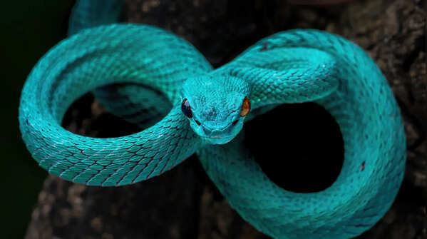 Most striking blue snakes found around the world