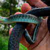 Article image for: Blue phase <i class="tbold">Common</i> tree snake