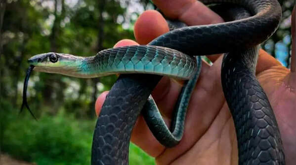 Blue phase common tree snake